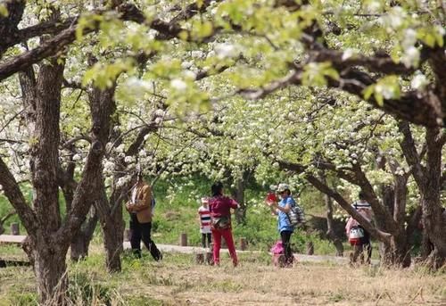 千山梨花绽放 这几处赏花地不能错过