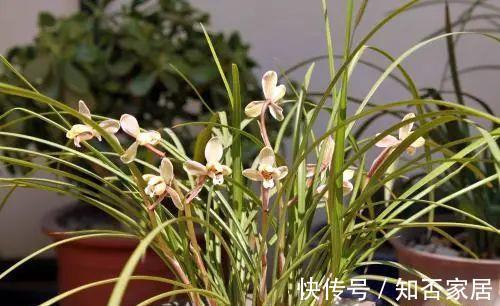 阳台上|高阶养兰：自制椰汁催芽液为兰花催芽，拿捏“细节”才是关键！