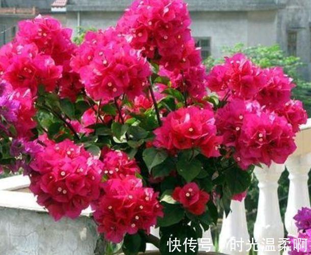 3种漂亮花，沾土就活，“花香”飘满屋，花美心情好！