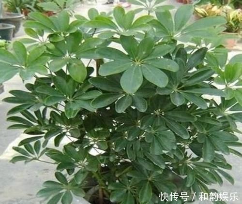 三伏天里,家里摆3种“叶子花”,叶子比花更漂亮,很有“档次”