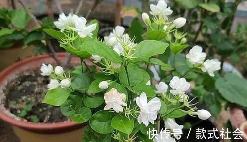 四季|阳台再小,也要养4种花,不仅好养活,而且四季有花赏