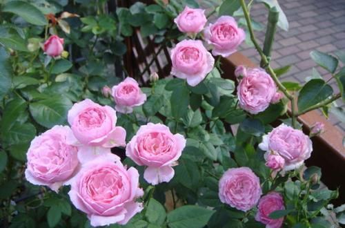  开花|5种勤花月季，开花一茬接一茬，花量大还抗病，值得拥有