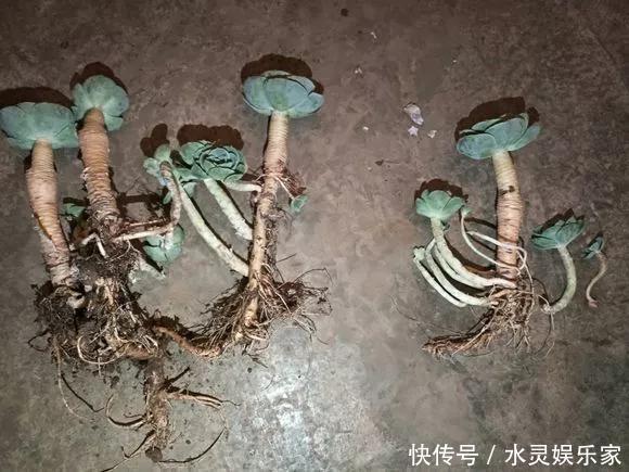 路边一堆“名贵花”，丢人也要捡，捡回家养2个月就开花！