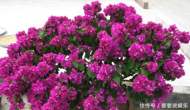 叶子|新手养护花卉,掌握3个要领,花比叶子还密,年年开“爆盆”!