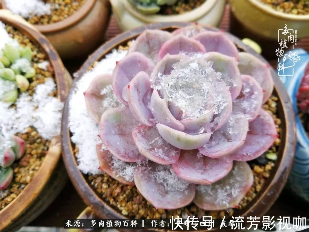 多肉|人生有时候就像多肉，不是不出彩，只是经历的时光还不够！