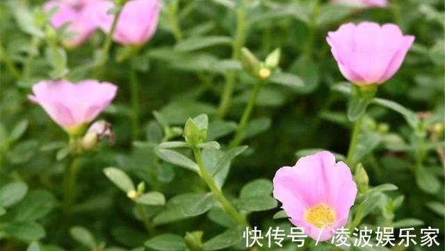 马齿苋|查出甲状腺结节,这些食物请撤离饭桌,吃得越多结节越大