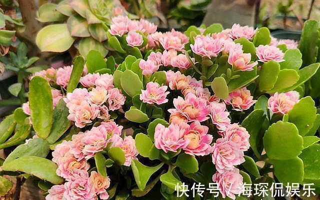 磷钾肥料|想长寿花四季开花，关进“小黑屋”，喂点“开花水”，30天开爆盆