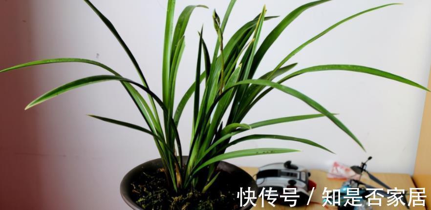 花色|养兰花红贵妃，盆栽显贵气，开花色艳浓香，易活
