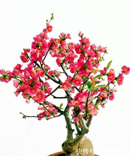 老话说，冬至前家中摆上这3种“吉祥花”，寓意大吉大利事事顺利