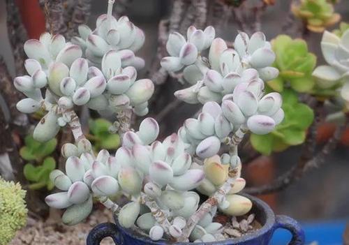 多肉上盆有技巧,教你一招,呼呼长新根,服盆更快!