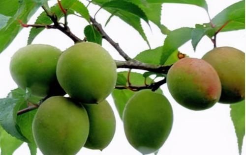 冬天，女人常吃3种食物，滋养皮肤，调理身体，好处多多！