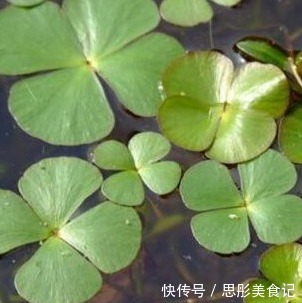 美白|农村不起眼的野菜,药用价值高,能祛斑美白,治疗通便,早看早知