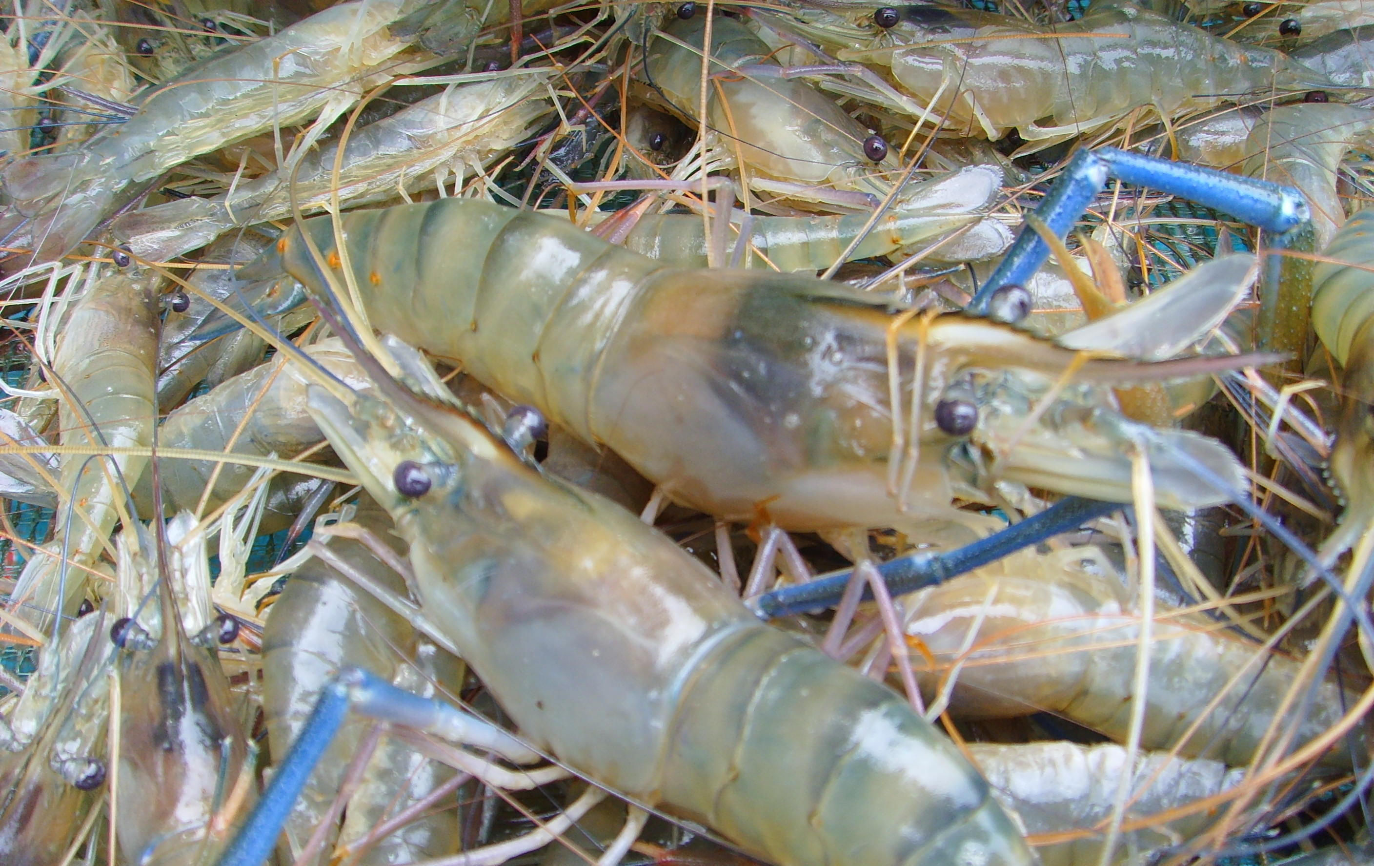 成精|湄公河大虾“成精”当地人请求中国吃货出手,却为何遭到拒绝