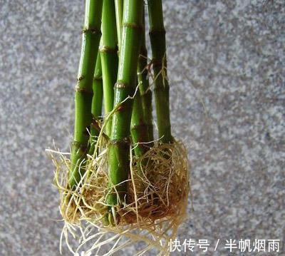 扦插是加点”它“，一天生根，隔天长叶，三天内长出”大白根“！