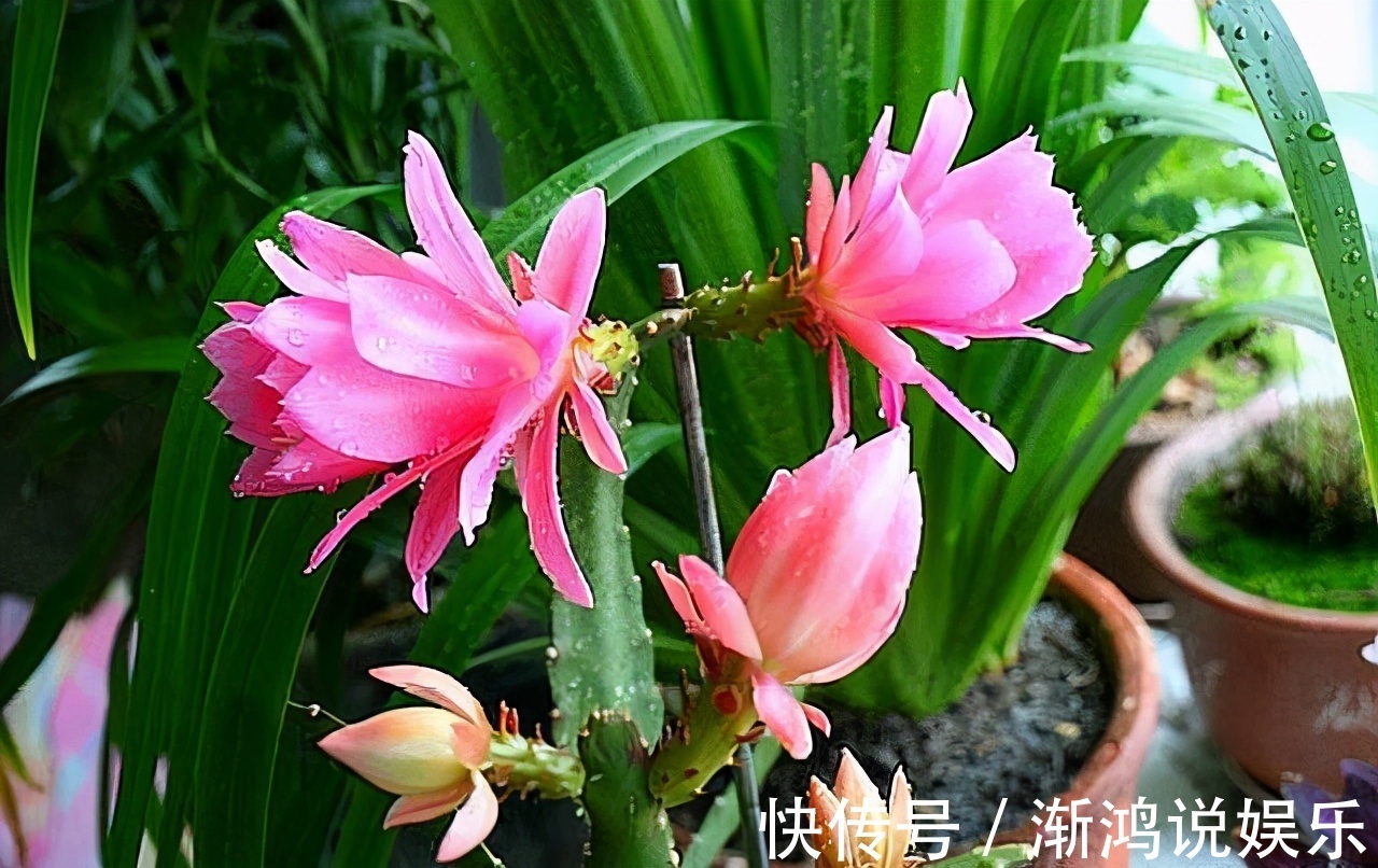 栀子花|这5盆花养在家里，活氧杀菌，都是活生生的空气净化器