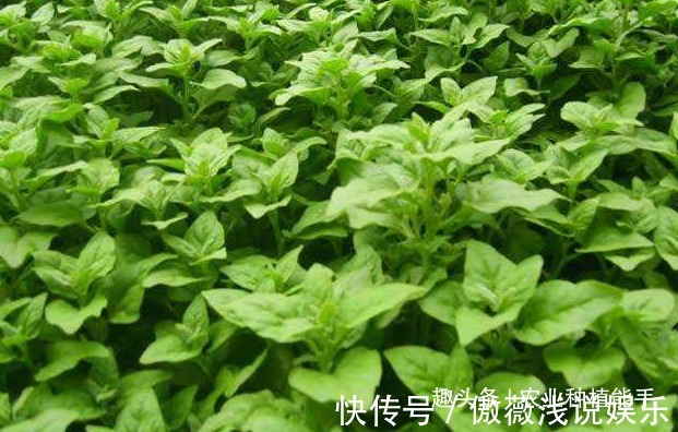 优质|番杏清热解毒、祛风消肿，营养丰富，掌握四点，种出高产优质番杏