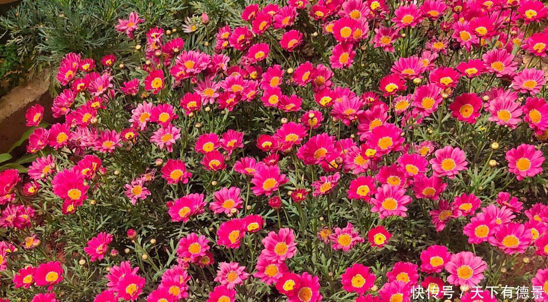 阳台养花学会“组合”,开花就像接力赛,这盆开完那盆开