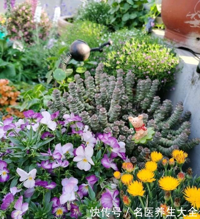 大叔的花园,亮点多多,惊艳了我,难怪大家都夸他太有生活情调了!
