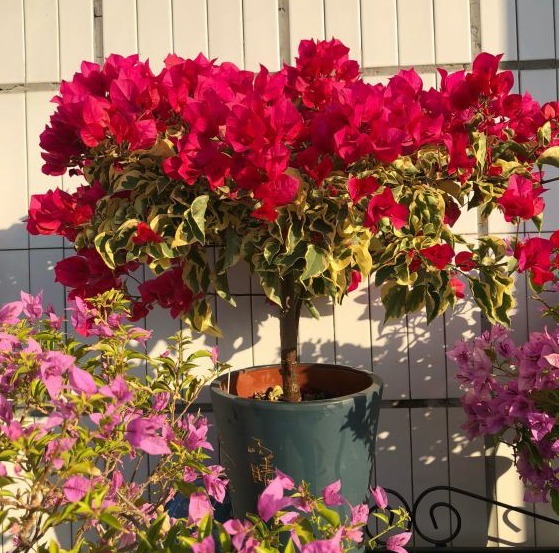 阳台养上8种花,一年四季有花看,新手也能养,打造阳台小花园