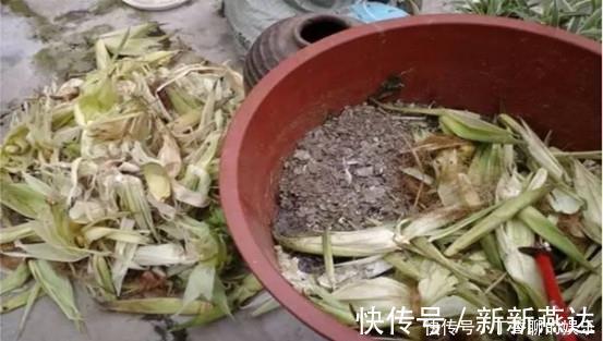 绿油油|农村的莲藕不长在池塘而种在桶里，一桶能吃半年