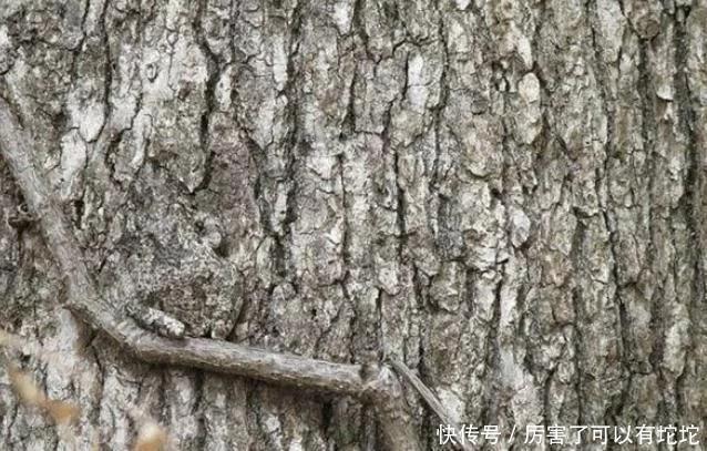 青蛙|老年痴呆测试图上有只青蛙,若能在30秒内找到,说明大脑很年轻