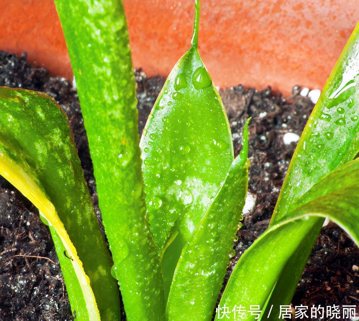 施肥|虎皮兰作用多,养护技巧也简单,这么好的盆栽谁不喜欢