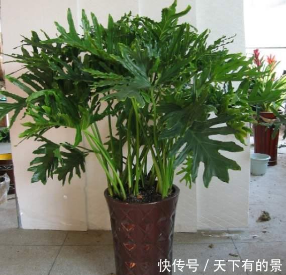 寓意|5种健康花,家里养一盆,大气高雅净化力强,福寿齐聚寓意好