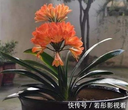 龙骨|富裕家庭都养“3种花”,摆在客厅金玉满堂,懂行人都会养一盆