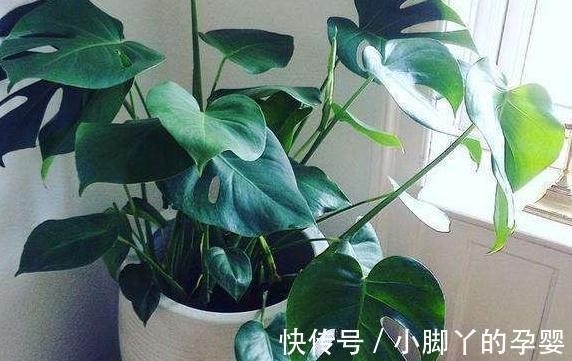 家里光线不好，养上3种耐阴花，空气清新，枝叶翠绿茂盛