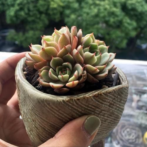 家里的多肉不抗晒，室外气温未至28度，养花人就得这么打算