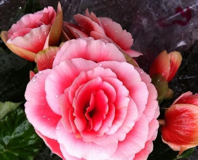 这“4种”花卉养的好，老花匠都称赞，能养活1盆的人，绝对是高手