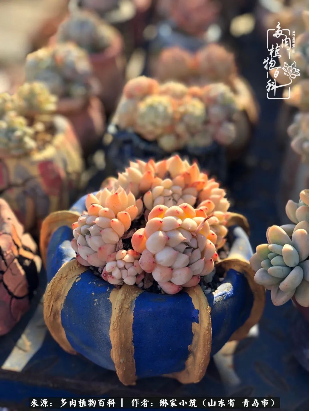 多肉|有史以来最厉害的一场寒潮，治好了我养多肉这些年的“坏毛病”