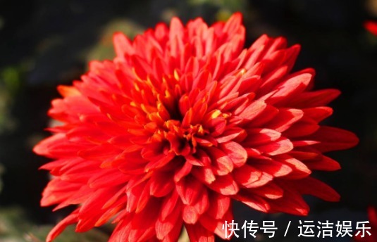 喜欢菊花,不如养盆“稀世名菊”红菊,似落日晚霞,霞光万丈