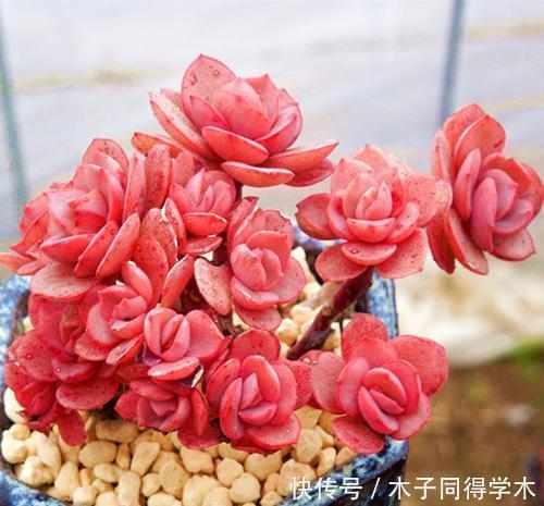 花友|养多肉秀妍,了解掌握几个要点,上色美长满盆,像个艺术品!