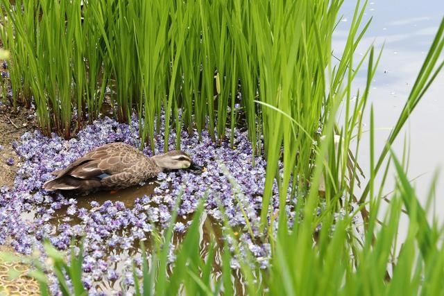 日本足利：紫藤花开