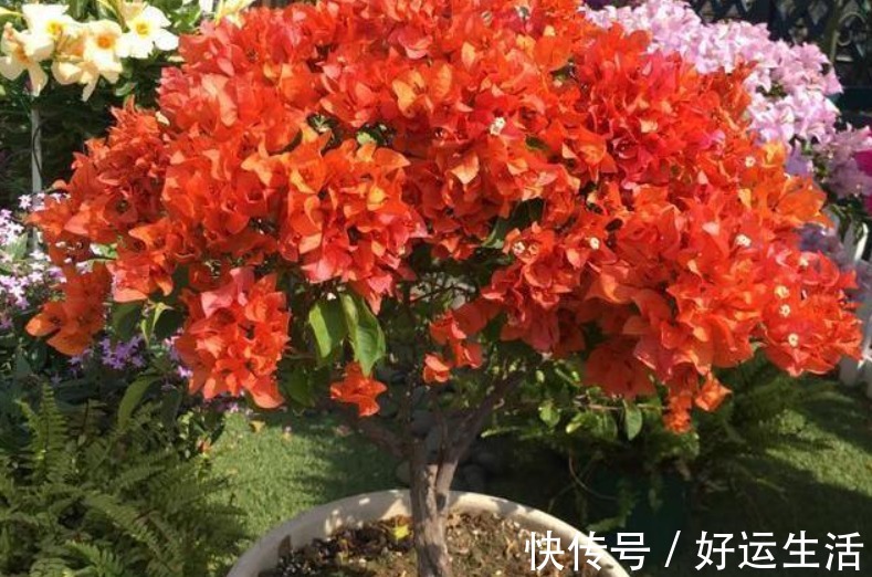 要想三角梅开成“花球”，要定期修剪，再做好4点，才能花开不停