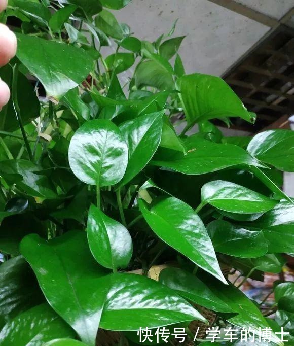 养绿萝也有“小技巧”,学会这3招,黄叶无处逃,轻松变成绿瀑布!