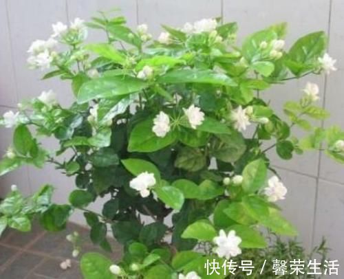 4种福运花,好养开花漂亮,一开就是300天,你养了吗