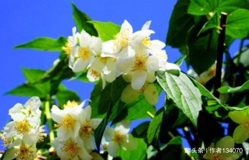 雌激素|冬天女性可以坚持吃4种食物,排出毒素,净化血液,滋养女性子宫