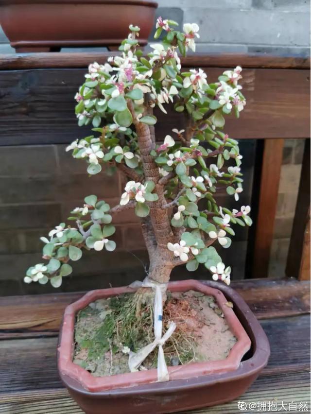 镇宅|盆景家里养盆松,代代出富翁,镇宅守家福气旺