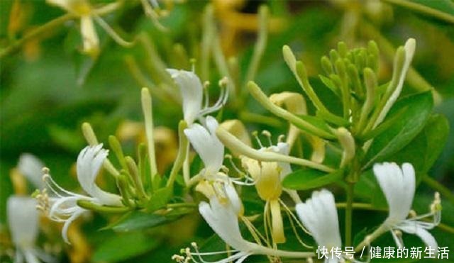 野生金银花,除了泡茶另有妙用,能治病救人,无奈常人却很少知道!