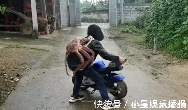 书包|远看一小孩背着“螃蟹书包”,走进才知,这是个20多斤的帝王蟹