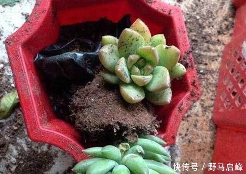 多肉多肉|换盆少做一件事,等于白换了,养一年也不长个