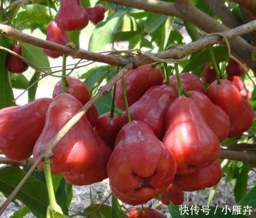 大街小巷|一年结果好几次,亩产万斤,南方大街小巷都在卖北方却见不到