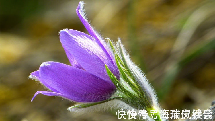 生肖|预计6天后，开始转运，缘分桃花主动靠近，遇见唯美爱情的4大生肖