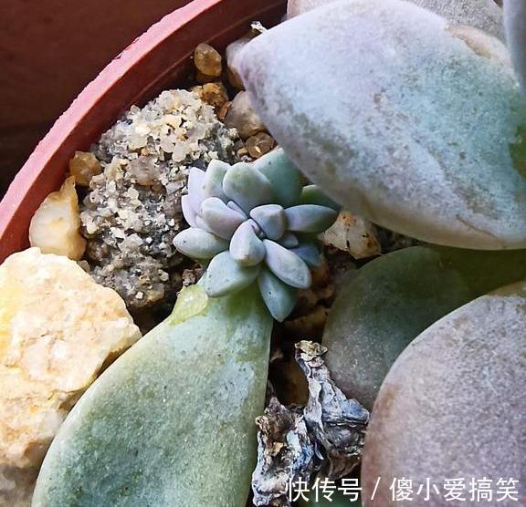 多肉有4个表现,证明已经“苏醒”,浇水施肥要跟上