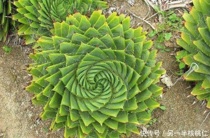 多肉植物也好看,4种多肉美观大气,不输观花植物