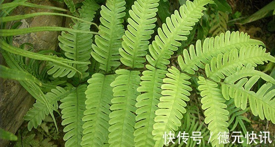 小孩|井边一种草，过去当菜吃，现在当花养，殊不知，小孩吃了能益智