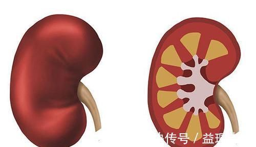 脑卒中|得了高血压,医生提议4个器官,要重点呵护,并不是白费事