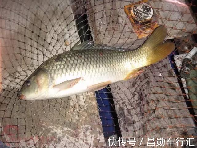麦香|红糖加麦粒，再加这一步骤，小鱼闹窝也有大鲫鱼开口